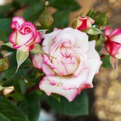 Саженцы роз ХУБА БУБА спрей — описание сорта Саженцы роз ХУБА БУБА спрей в Москве