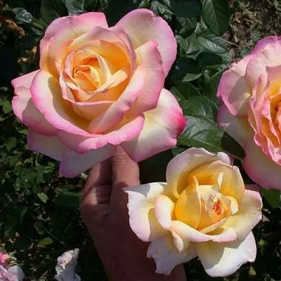 Саженцы роз ГЛОРИЯ ДЕЙ чайно-гибридная — описание сорта Саженцы роз ГЛОРИЯ ДЕЙ чайно-гибридная в Москве