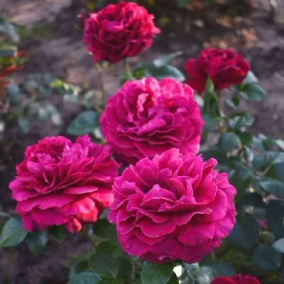 Саженцы роз БЕЛЬВЬЮ чайно-гибридная в Москве