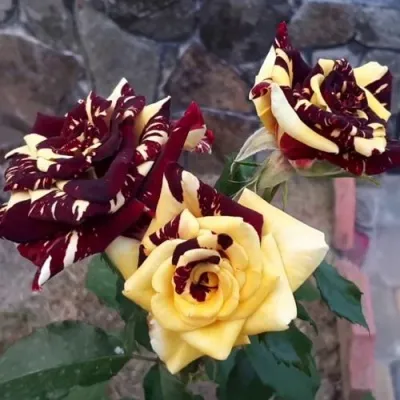 Саженцы роз АБРАКАДАБРА чайно-гибридная — описание сорта Саженцы роз АБРАКАДАБРА чайно-гибридная в Москве