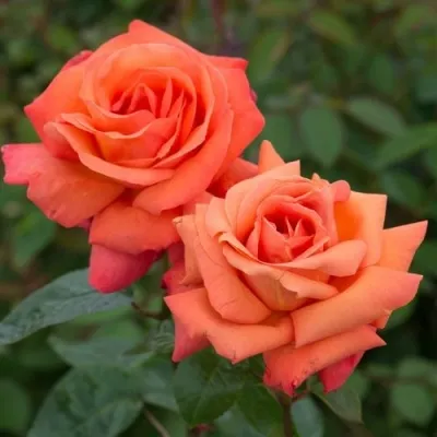 Саженцы роз АПАЧИ чайно-гибридная — описание сорта Саженцы роз АПАЧИ чайно-гибридная в Москве