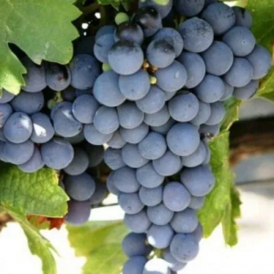 Виноград ЧЕСУРАН — описание сорта Виноград ЧЕСУРАН в Москве