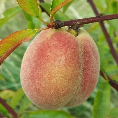 Персик ЕЛГАВСКИЙ  Персик ЕЛГАВСКИЙ в Москве