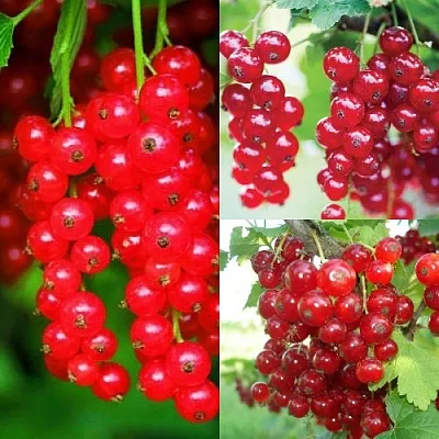 Комплект КРАСНЫЙ УРОЖАЙ в Москве