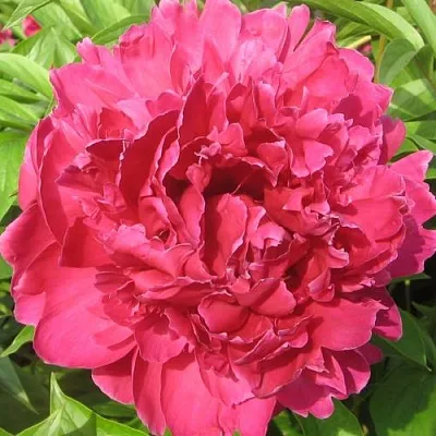 Пион ПУРПУРНЫЙ ФЕНИКС травянистый в Москве