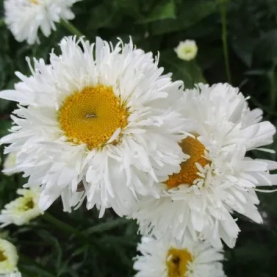 Нивяник КРЕЙЗИ ДЕЙЗИ наибольший — описание сорта Нивяник КРЕЙЗИ ДЕЙЗИ наибольший в Москве