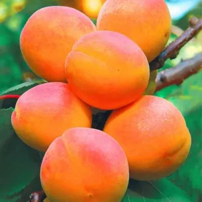 Абрикос NJA-19 — описание сорта Абрикос NJA-19 в Москве