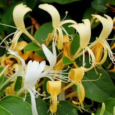 Жимолость ХАЛЛИАНА японская (Хелиана)  Жимолость ХАЛЛИАНА японская (Хелиана) в Москве