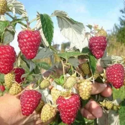 Малина ЖАР-ПТИЦА — описание сорта Малина ЖАР-ПТИЦА в Москве