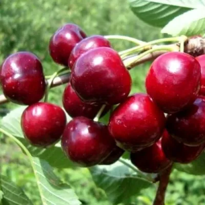 Вишня ВЯНОК в Москве