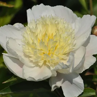 Пион ЗОЛОТАЯ ШПИЛЬКА травянистый  Пион ЗОЛОТАЯ ШПИЛЬКА травянистый в Москве