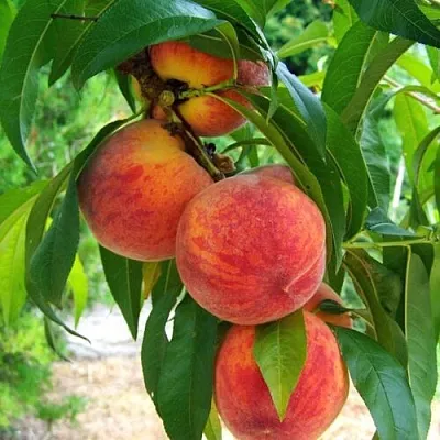 Персик ФРОСТ Персик ФРОСТ