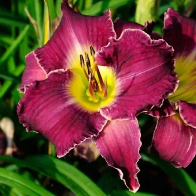 Лилейник БЕТТИЛЕН гибридный — описание сорта Лилейник БЕТТИЛЕН гибридный в Москве