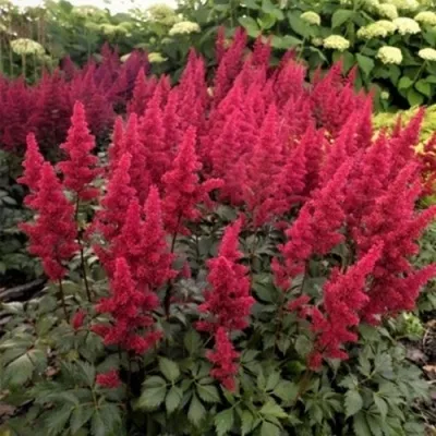 Астильба ФАНАЛ — описание сорта Астильба ФАНАЛ в Москве