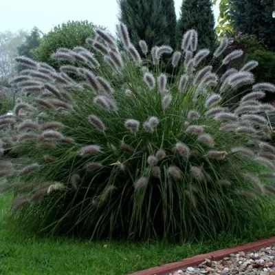 Пеннисетум ЛЕДИ Ю — описание сорта Пеннисетум ЛЕДИ Ю в Москве