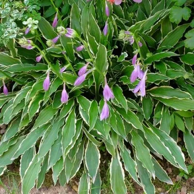 Хоста СТИЛЕТТО гибридная — описание сорта Хоста СТИЛЕТТО гибридная в Москве