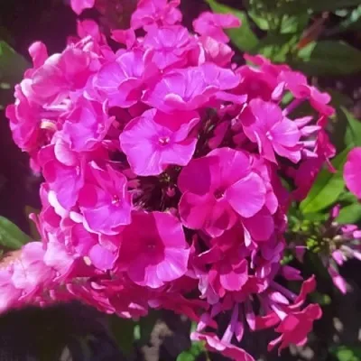 саженцы флокса саженцы флокса