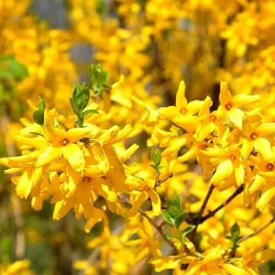 Форзиция  Форзиция в Москве