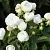 Саженцы роз УАЙТ МОРСДАГ полиантовая в Москве