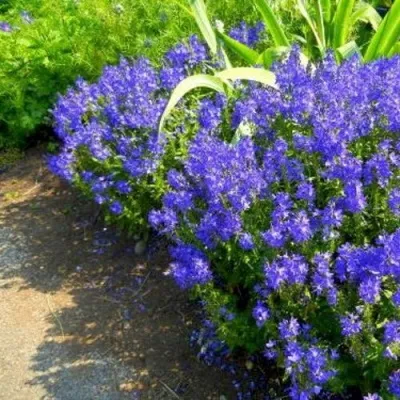 Вероника РОЯЛ БЛЮ большая — описание сорта Вероника РОЯЛ БЛЮ большая в Москве