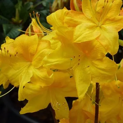 Азалия ЛИМЕТТА листопадная   Азалия ЛИМЕТТА листопадная  в Москве