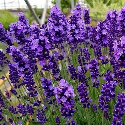 Лаванда ХИДКОТ БЛЮ узколистная в Москве