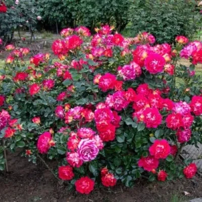 Саженцы роз БРЕРА флорибунда — описание сорта Саженцы роз БРЕРА флорибунда в Москве