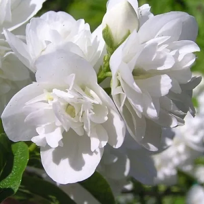 Жасмин ЖИРАНДОЛЬ  Жасмин ЖИРАНДОЛЬ в Москве