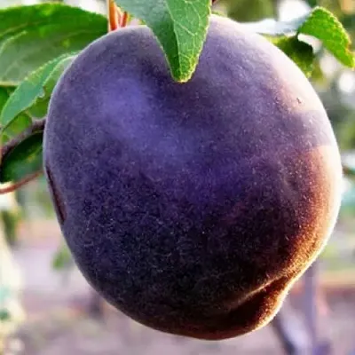 Абрикос ШЛОР ЦИРАН  Абрикос ШЛОР ЦИРАН в Москве