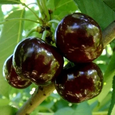 Черешня МУСКАТНАЯ — описание сорта Черешня МУСКАТНАЯ в Москве