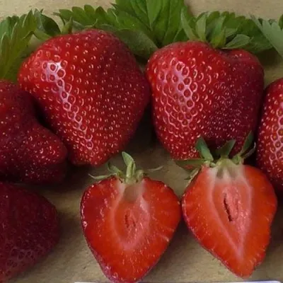 Клубника САНДРА — описание сорта Клубника САНДРА в Москве