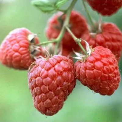 Малина ХЕРИТЕЙДЖ — описание сорта Малина ХЕРИТЕЙДЖ в Москве