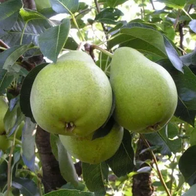 Груша МАСЛЯНИСТАЯ ЛЕТНЯЯ — описание сорта Груша МАСЛЯНИСТАЯ ЛЕТНЯЯ в Москве