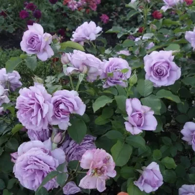 Саженцы роз ЛАВ СОНГ флорибунда в Москве