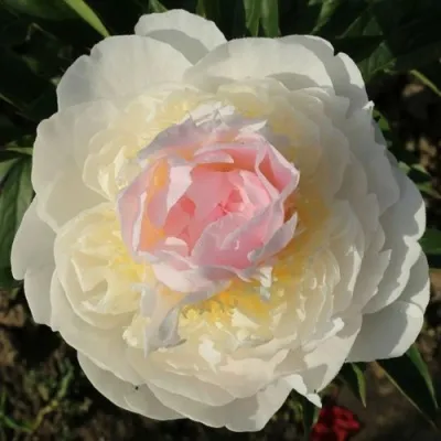 Пион БЛАШ КВИН травянистый — описание сорта Пион БЛАШ КВИН травянистый в Москве