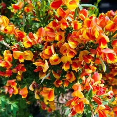 Ракитник АНДРЕАНУС — описание сорта Ракитник АНДРЕАНУС в Москве