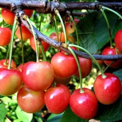Черешня БРЯНСКАЯ РОЗОВАЯ — описание сорта Черешня БРЯНСКАЯ РОЗОВАЯ в Москве