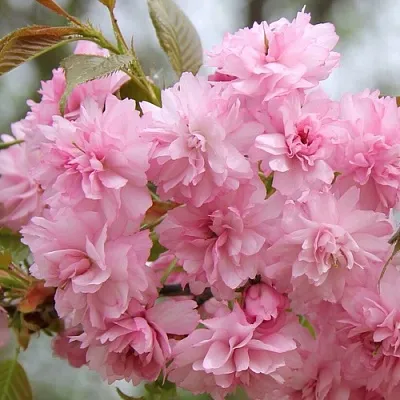 Сакура РОЗЕА ПЛЕНА в Москве