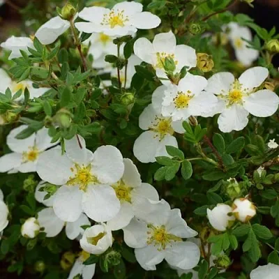 Лапчатка АББОТСВУД кустарниковая  Лапчатка АББОТСВУД кустарниковая в Москве