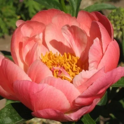 Пион КОРАЛ СУПРИМ травянистый в Москве