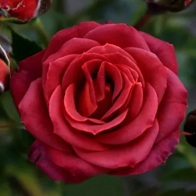 Саженцы роз ЧОКОЧИНО спрей в Москве