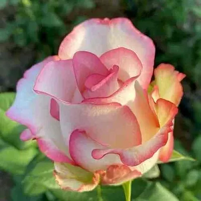 Саженцы роз ДЖУМИЛИЯ чайно-гибридная  Саженцы роз ДЖУМИЛИЯ чайно-гибридная в Москве