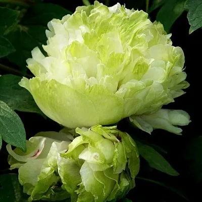 Пион ЗЕЛЕНЫЙ ШАР древовидный в Москве