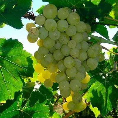 Виноград КИШМИШ МУСКАТНЫЙ  Виноград КИШМИШ МУСКАТНЫЙ в Москве