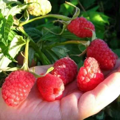 Малина ГОРДОСТЬ РОССИИ — описание сорта Малина ГОРДОСТЬ РОССИИ в Москве