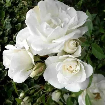 Саженцы роз АСПИРИН флорибунда — описание сорта Саженцы роз АСПИРИН флорибунда в Москве