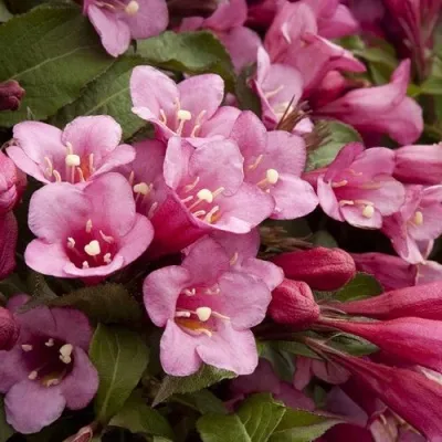 Вейгела ФЛОРИДА — описание сорта Вейгела ФЛОРИДА в Москве