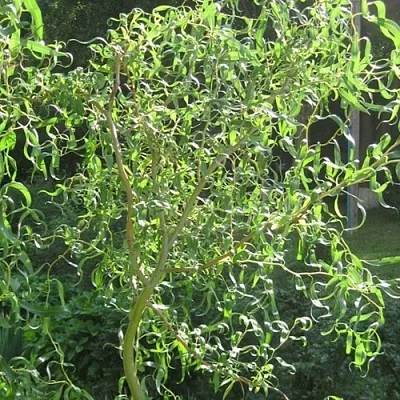 Ива МАТСУДАНА  Ива МАТСУДАНА в Москве