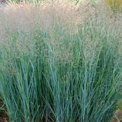 Просо ХЭВИ МЕТАЛЛ — описание сорта Просо ХЭВИ МЕТАЛЛ в Москве