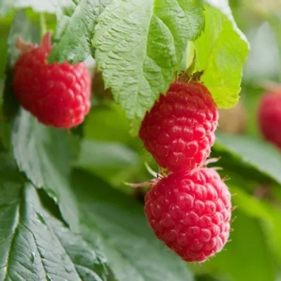 Малина МАРАВИЛЛА — описание сорта Малина МАРАВИЛЛА в Москве